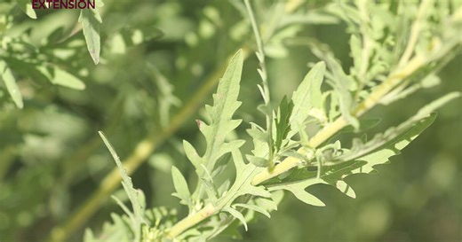 Ragweed pollen season peaks as Central Texas sees surge in allergy symptoms