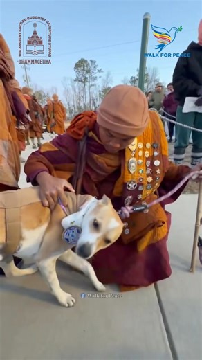 💛 This morning, Venerable Bhikkhu Paññākāra announced to everyone that Aloka would be undergoing surgery today for his leg injury. What touched our hearts deeply was watching him speak directly to Aloka—gently explaining that they would be apart for just a few days, and that Aloka would rejoin the walk soon once he has healed. Aloka did not seem to like the idea of being separated. You could see it in his eyes, in the way he stayed close. He has walked with this journey with the venerable monks