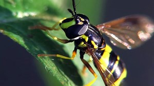 Hoverfly (Chrysotoxum bicinctum)