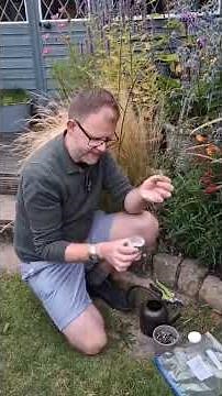 How to Take Penstemon Stem Cuttings | How to Propagate Penstemons | Cuttings to Take in Summer