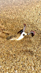 633K views · 982 reactions | Beach Discovery (produced by network media & kyle and mistie) | Tips, Tricks & Funny Clips | Facebook