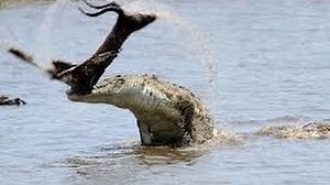 10K views · 99 reactions | Catching tactics of crocodiles | Daily Animals Life | Facebook