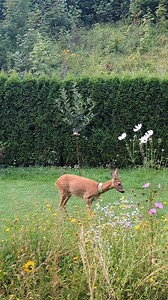 🦌 Rehbock Attacke!? 🦌 Hermine hat heute ihr Kitz mitgebracht und gerade als das Kleine in den Garten kommen wollte, kam der Rehbock vollkommen unerwartet aus dem Hinterhalt und hat das Rehkitz verscheucht. 🙄🦌 Hermine war wenig beeindruckt. Für sie war klar, dass von dem Rehbock keinerlei Gefahr für ihr Rehkitz ausgeht und hat erst Mal in aller Ruhe gefrühstückt. Dreh das Video mal laut, dann kannst Du hören wie Hermine und ihr Kitz über Fiep-Laute Kontakt halten. (Während der Rehbock seine M