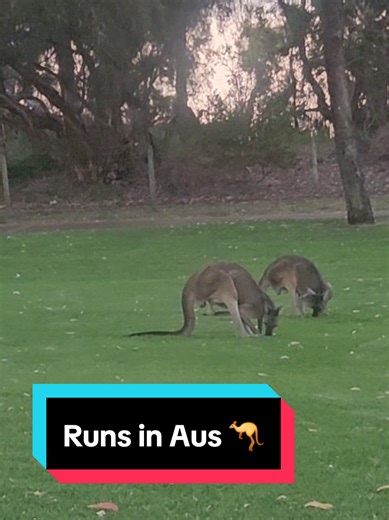 Running with Kangaroos in Australia