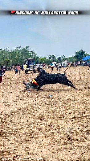 மஞ்சுவிரட்டு ஜாம்பவான் பொன்னழகி அம்மன்🔱🌏 on Instagram: "அருமையான காளை 🦁 #manjuvirattu_kalam #manjuvirattuvideos #jallikattuforever #vadamanjuvirattu_sivagangaiseemai #tamilnda #own_creation #kingdom_of_mallakottai_nadu #vadam_manjuvirattu #manjuvirattu_kalam #reckla #sevalsandai #tamilcutlivitation #manjuvirattu_uyir #Jallikattu #TamilPride #ManjuTamilBull #BullTaming #TamilNaduTourism #IndianCulture #RuralGames #TraditionalSports #SaveJallikattu #JallikattuForever"