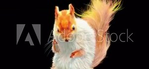 squirrel Dance CG fur 3d rendering animal realistic CGI VFX Animation Loop composition 3d mapping cartoon, Included in the end of the clip with Alpha matte.