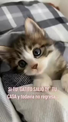 💥Aquiere nuestro recetario de alimentos naturales para gatos👇🏼 Te ayudamos a mejorar la calidad de vida de tus mascotas, la alimentacion es la clave para una vida larga y saludable🥘✅ Escribenos o visita nuestro instagram que esta en el perfil 📲 🌟 #MascotasSaludables #gathijos #catlovers #gatos #mascotas #mininos #mascotastiktok #comidaparagatos #memes #mundo #reels #viral #karen #parati #mininos #vyp #elprendimiento #desarrollopersonal #comidaparagatos #costurafelina #pasteleriafelina #nut