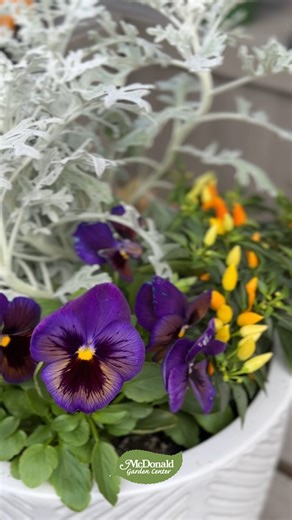 Ready to give your containers a fall season glow-up? We've got you covered! 🌿✨Our Pansy Party sales event is happening NOW - October 5 at both of our year-round locations so you can stock up on the star of your October container creations, pansies! You will also find companion plants, decorative pots, garden solutions and so much more at great prices. We'll see you there! #pansies #pansyparty #containergardening #fallgardening #sale #gardening | McDonald Garden Center