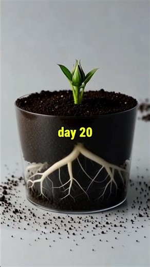 Rose Growing From Stem to Bloom — Ultra Realistic