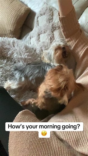 Adorable Yorkshire Terrier Antics for Your Morning Joy