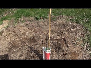 Pruning a Newly Planted Peach Tree