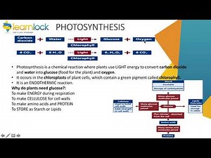 GCSE AQA Biology - B4 Bioenergetics