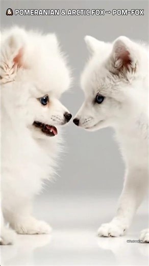 What Happens When MORE Of The World's Cutest Animals FUSE?