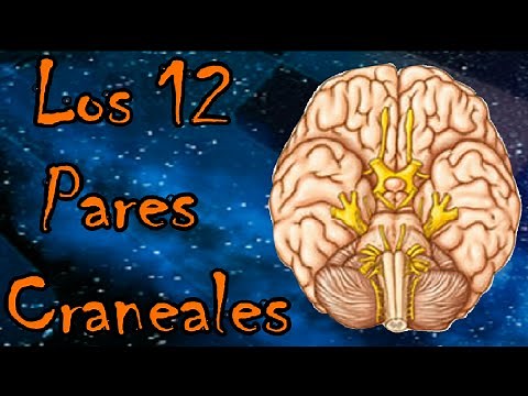 Los 12 Pares Craneales del Ser Humano |Fisiologia 01| - Porteron100