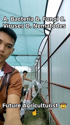 7.7K views · 64 reactions | Plant Pathology: Pathogen Types Question 113: Which group of plant pathogens are unique because they are obligate parasites that lack true cell walls and rely entirely on the host's machinery for replication, making them impossible to culture outside of a living plant cell? #highlightseveryone #futureagriculturist #charleecadungog #CropProtection #fblifestyle | Charlee Cadungog | Facebook