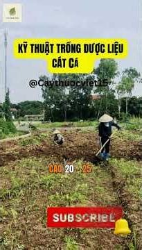 Techniques for Growing Platycodon grandiflorus @caythuocviet157