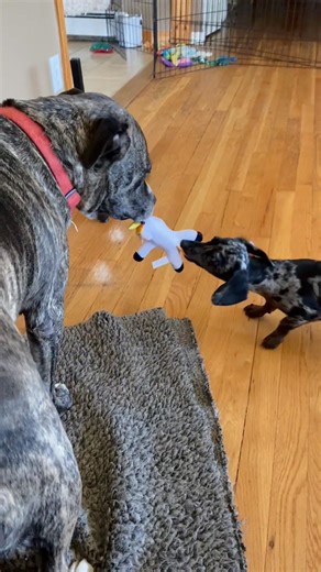 Then vs Now… Hope created a tug-of-war monster 😆🐶