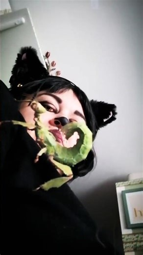 Happy Helloween. 🐱🎃 Weibliche Extatosoma tiaratum.