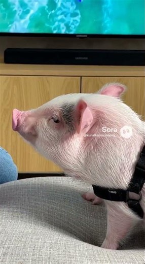 Samsung - 55” Class QN80F Series Neo QLED Mini LED 4K UHD SamsungVision AI Smart Tizen TV (2025)