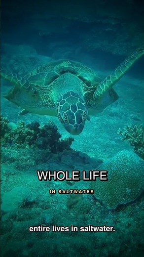 Sea Turtles Cry — But Not Because They're Sad #petturtle #aquarium #turtlewatching
