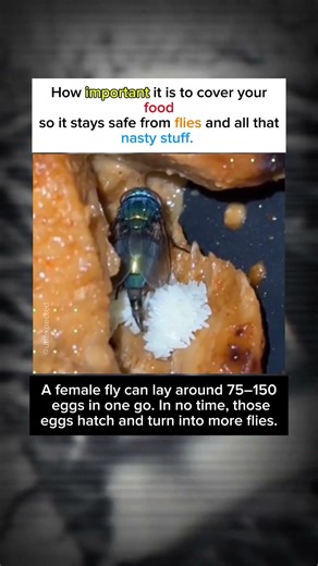 How important it is to cover your food so it stays safe from flies and all that nasty stuff