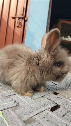 Netherland dwarf rabbit 🐰🐇#rabbit #animal #bunny #cute #viral