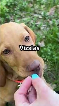 Training Your Vizsla Puppy: Tips & Tricks! #Vizsla #PuppyTraining #DogTraining #VizslaPuppies #Pet