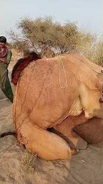 عملية تزاوج الجمال