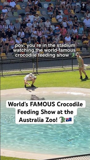 World’s FAMOUS Crocodile Feeding Show at the Australia Zoo! 🐊🇦🇺 #shorts