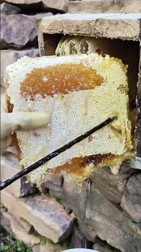 Satisfying Honey Harvest from a Wooden Hive 🍯