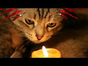 Cat Scratch Game! (SCARY)
