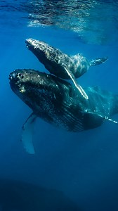 1.4K views · 37 reactions | Whale watching in Cabo is officially open and is one of the most unforgettable experiences you can have. From powerful breaches to calm moments at the surface, every tour feels different — and just as magical.  #Wahalewatching #loscabos #whaleseason | Cabo Adventures | Facebook