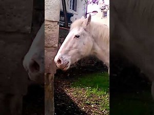 Un cheval qui veut monté une anesse