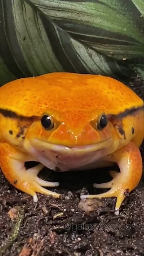 Its way too cold to be getting out of bed these days 🐸❄️🥶 #tomatofrog #frog #winter #snow