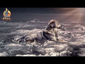 TOP #62: What Is Dog Cremation and How Much Does It Cost