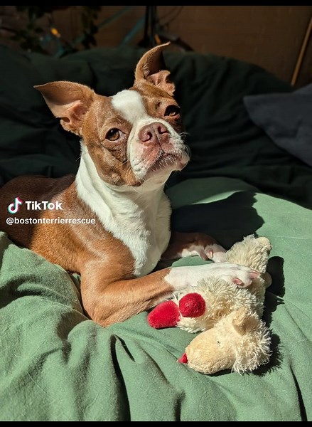 Boston Terrier Rescue of FL on TikTok