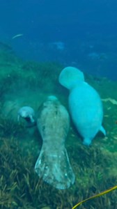 23K views · 251 reactions | Look how beautiful this baby manatee is! Watch as she is being closely followed by her mother to ensure she safely returns to the surface for a breath of air. All mothers protect their children, no matter the species. Let’s honor and respect this bond, cherishing all life and advocating for the well-being of every living creature. : floridaguidejosh : ecoventurefl | Generation Vegan | Facebook