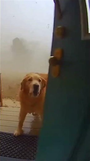Storm Outside, Hero Inside: Watch What This Woman Did During a Hurricane! #ringcamera #animals