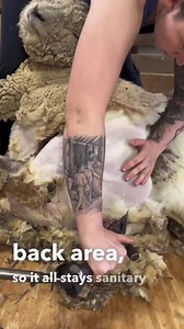 2.8M views · 10K reactions | Winnie brought 2 rams and a ewe into the world two mornings later 落 | Right Choice Shearing | Facebook