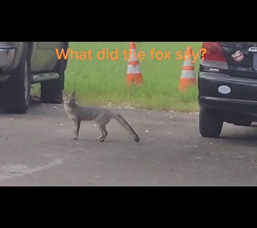 Carina Jahn on TikTok