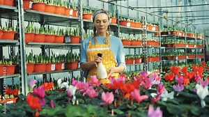 One woman waters cyclamen flowers, using spraying bottle.