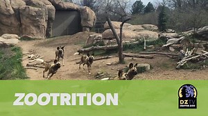 8.6K views · 559 reactions | Happy 3rd birthday to African wild dogs...