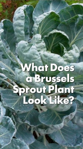 What does a brussels sprout plant look like?