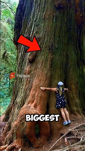 This Is the Biggest & Weirdest Tree in the World! You Won’t Believe It! 🌳😱