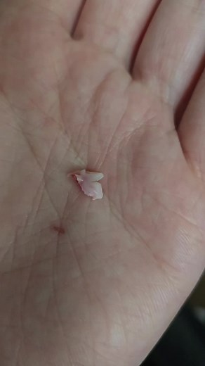 somebody's not happy about losing a tooth 🤣 #fyp #Huskador #puppy #puppylife #puppyteeth