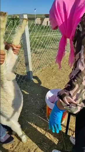 Traditional Goat Castration: Using Scissors to Remove Testicles on a Rural Farm 👀