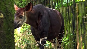 Okapi Walking Forest Park Okapi Okapia Stock Footage Video (100% Royalty-free) 13102196 | Shutterstock