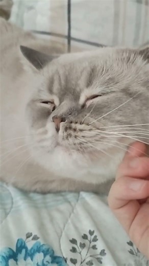 Chubby Cheek! | #cat cute #chubbycat #pets #catlove #catasmr #cats