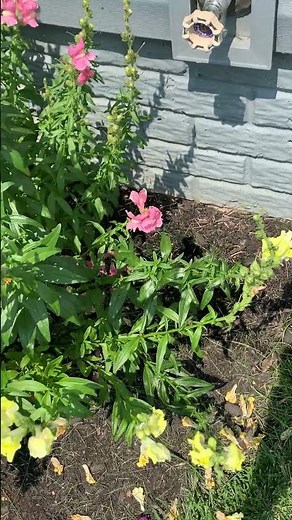 3 Reasons to Grow Snapdragons! #flowers #garden