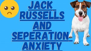 Jack Russells and Separation Anxiety (How To Deal With It)